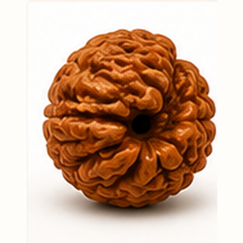 1 Mukhi Rudraksha