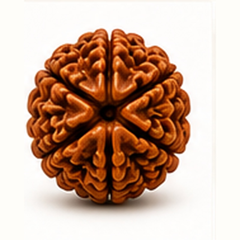 3 Mukhi Rudraksha