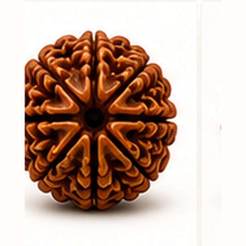 5 Mukhi Rudraksha